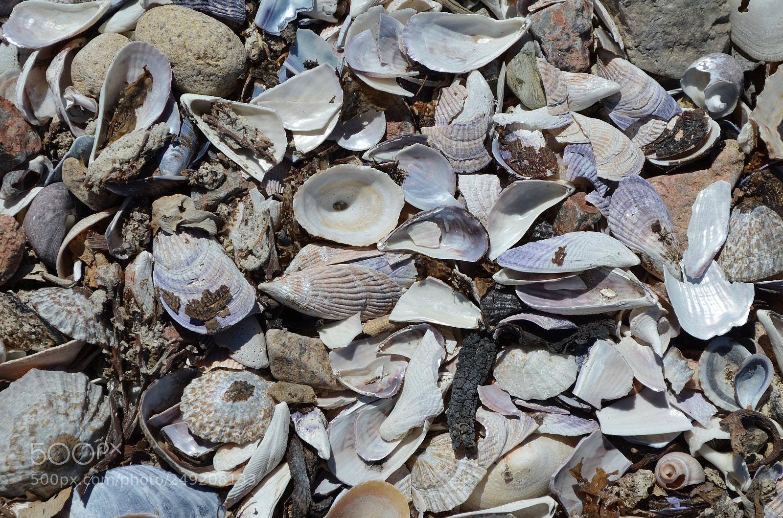 Nikon D5100 sample photo. Shells2 photography
