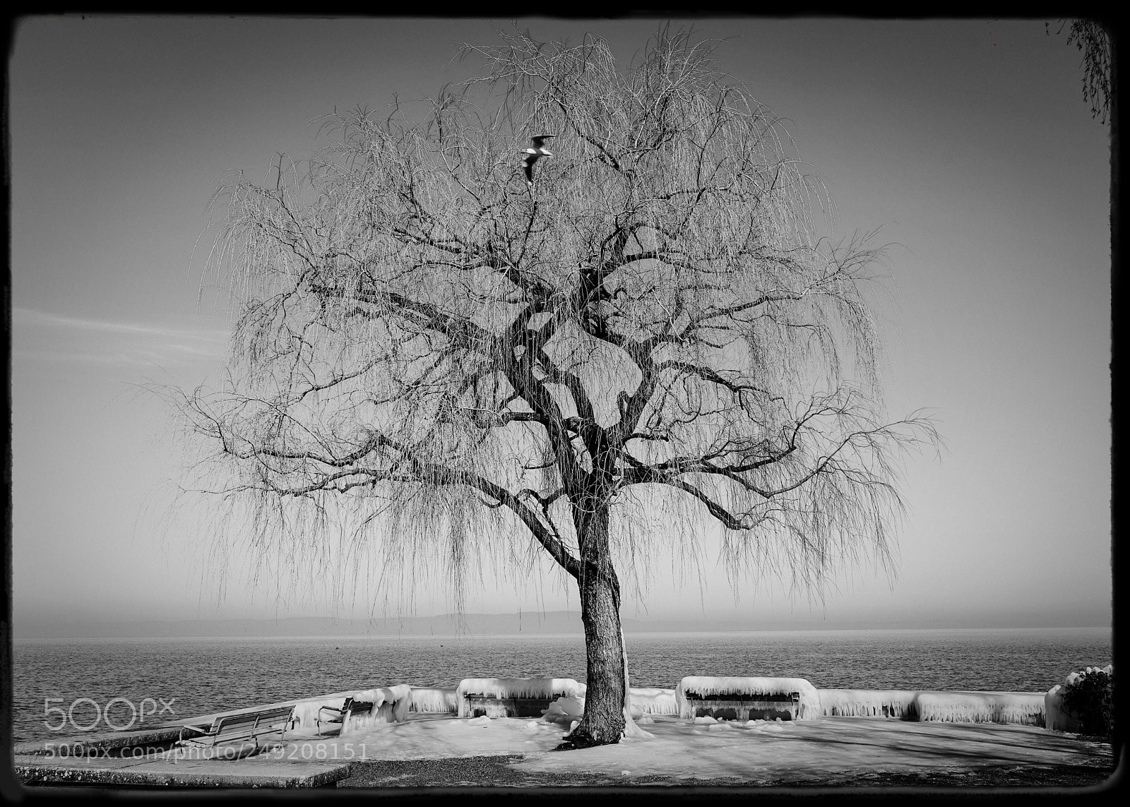 Sony a7R II sample photo. Baum am bodensee photography