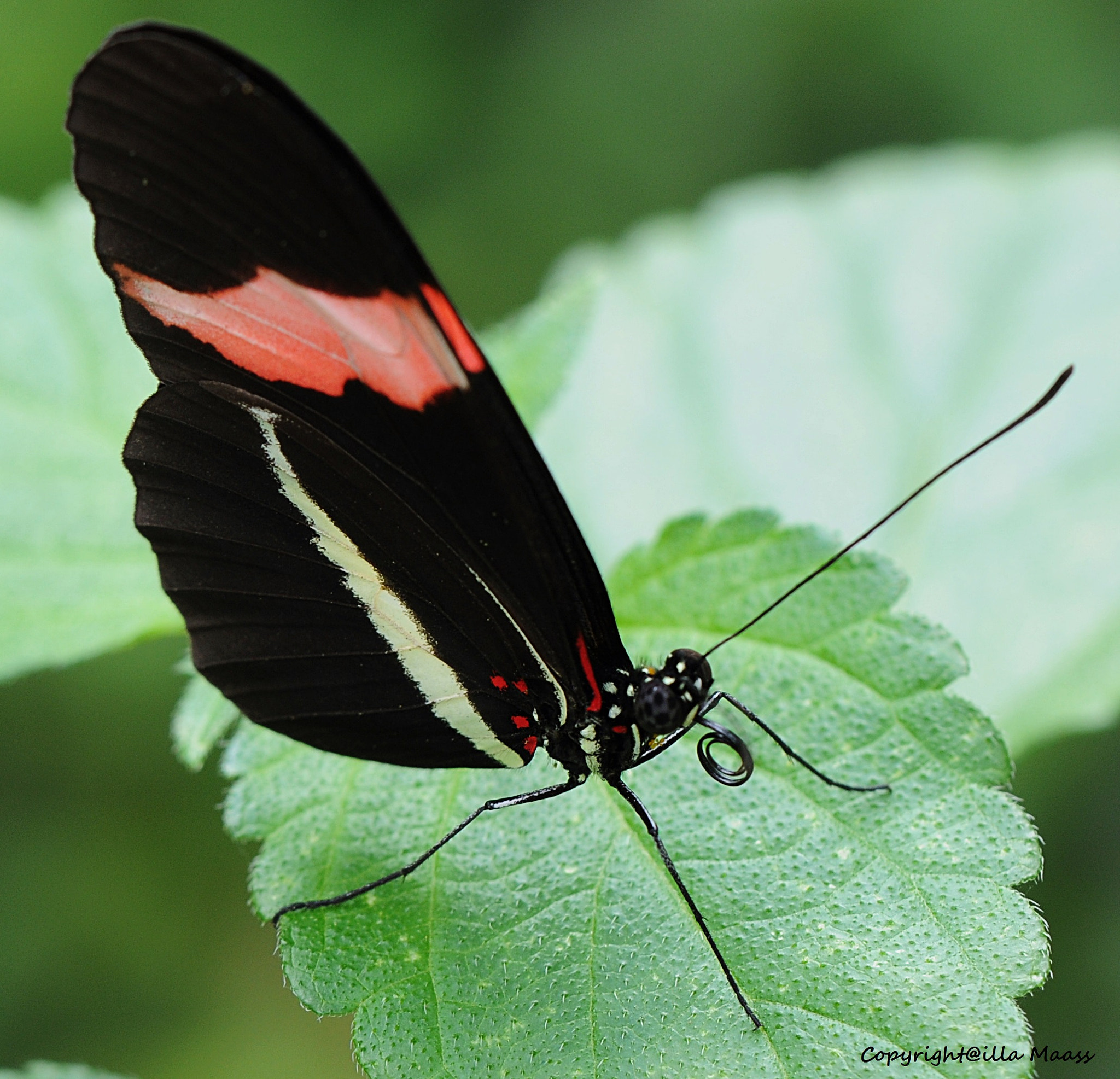 Nikon D300 sample photo. Schmetterling photography