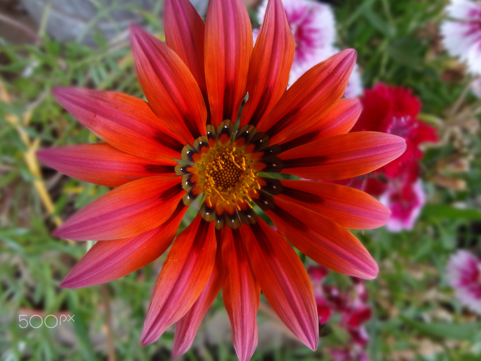 Sony DSC-WX7 sample photo. Red flower photography