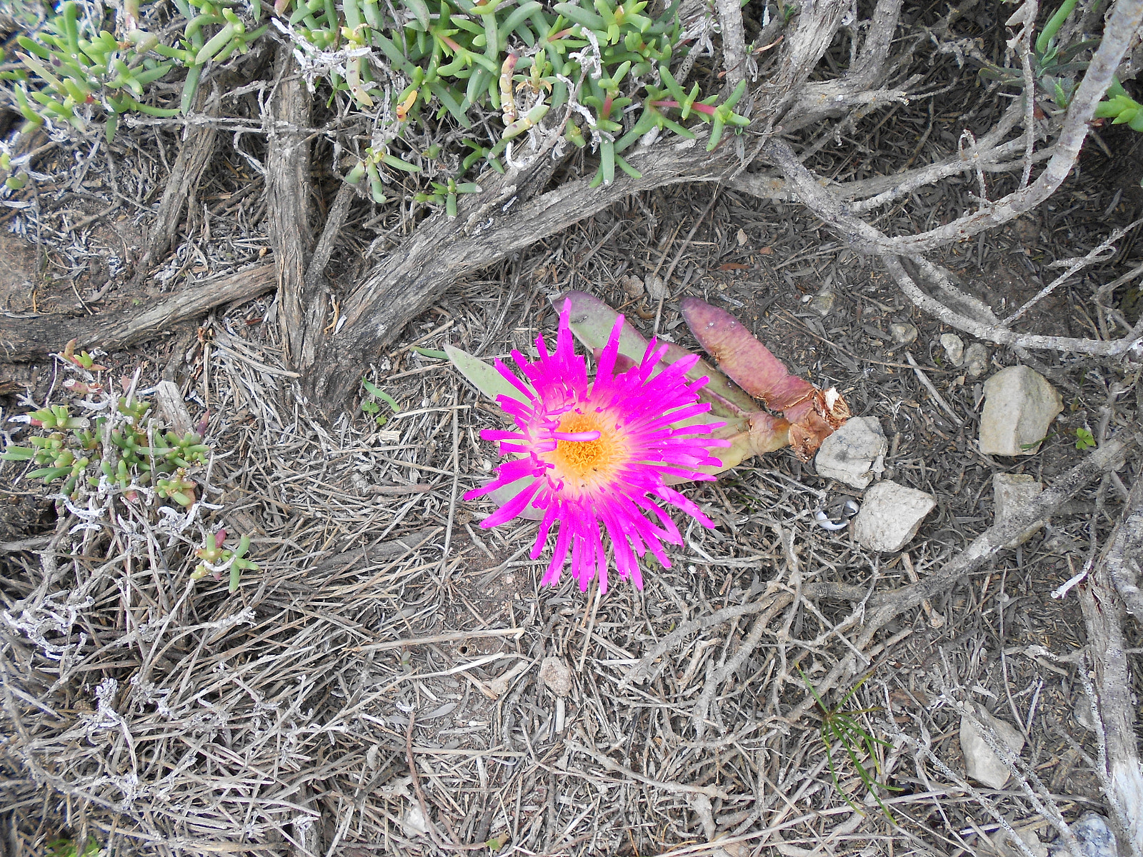 Nikon Coolpix S3100 sample photo. Lonely flower photography