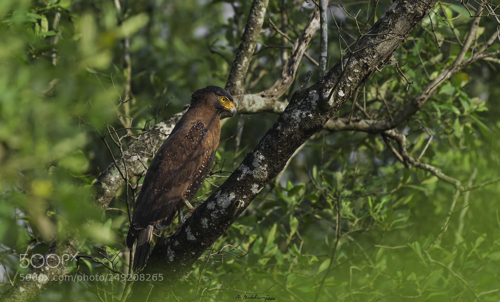 Nikon D7200 sample photo. Crested serpent eagle photography