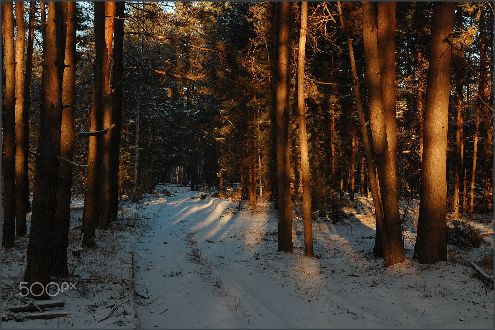 Nikon AF-S DX Nikkor 17-55mm F2.8G ED-IF sample photo. Winter forest... photography