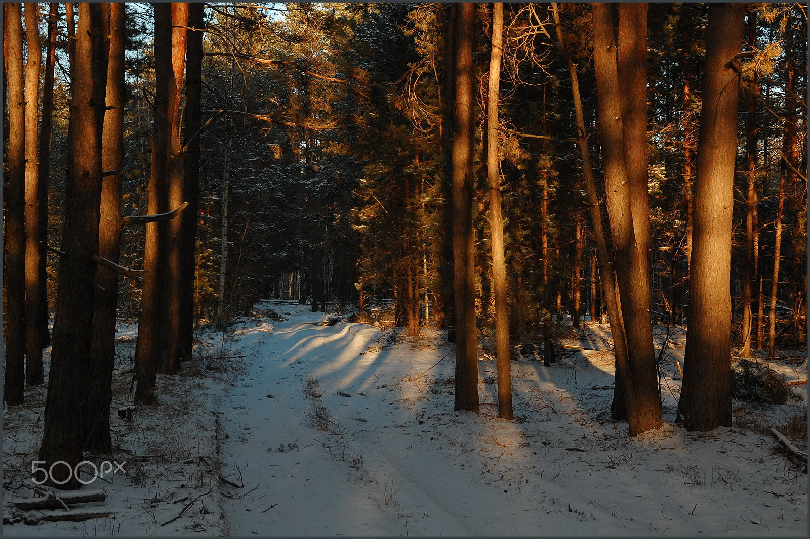 Nikon D40 sample photo. Winter forest... photography