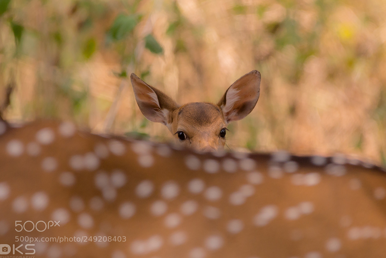 Nikon D610 sample photo. Deer calf photography