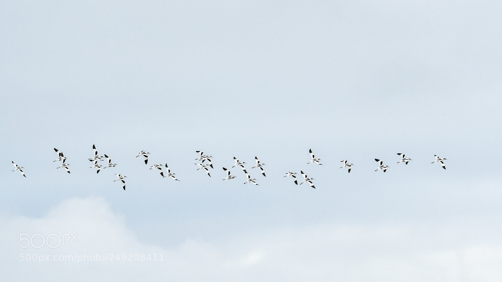 Nikon D500 sample photo. A flock of pied-avocets photography
