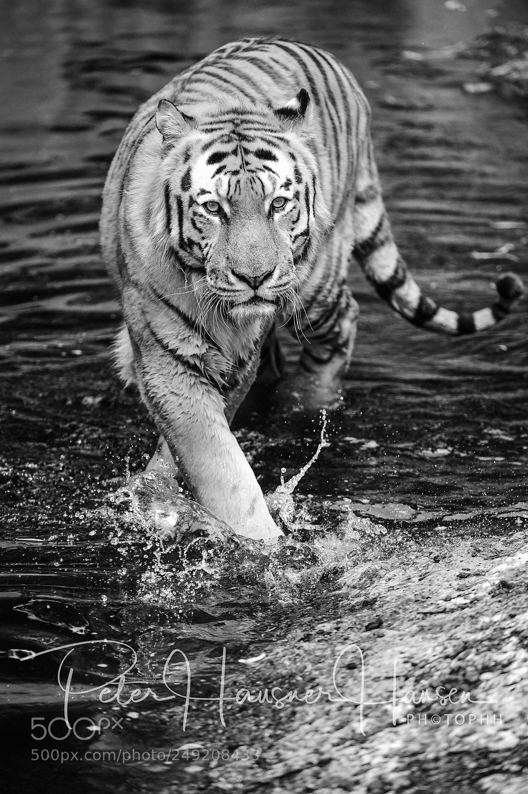 Nikon D3 sample photo. Amur-tiger photography