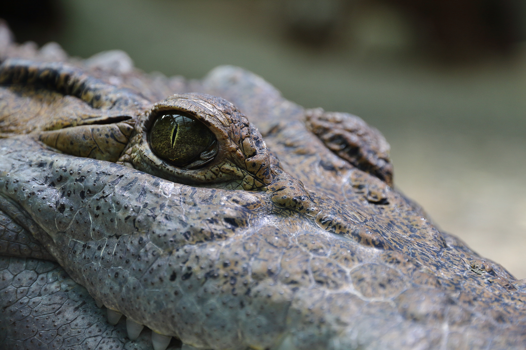 Canon EOS 1200D (EOS Rebel T5 / EOS Kiss X70 / EOS Hi) sample photo. Croc photography