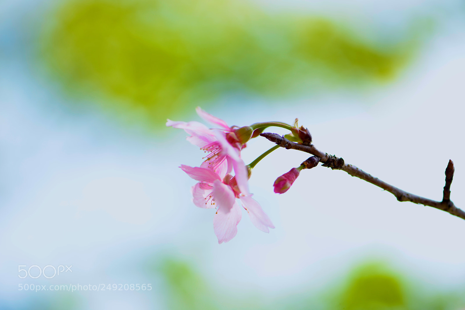 Nikon D800E sample photo. Spring is coming ... photography