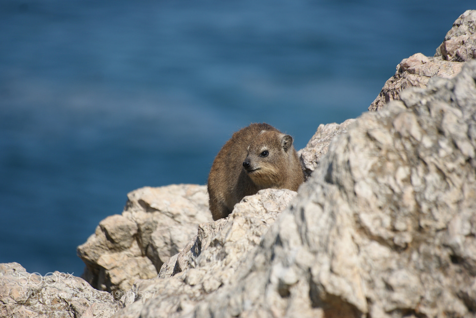 Sony Alpha DSLR-A200 sample photo. Dassy photography