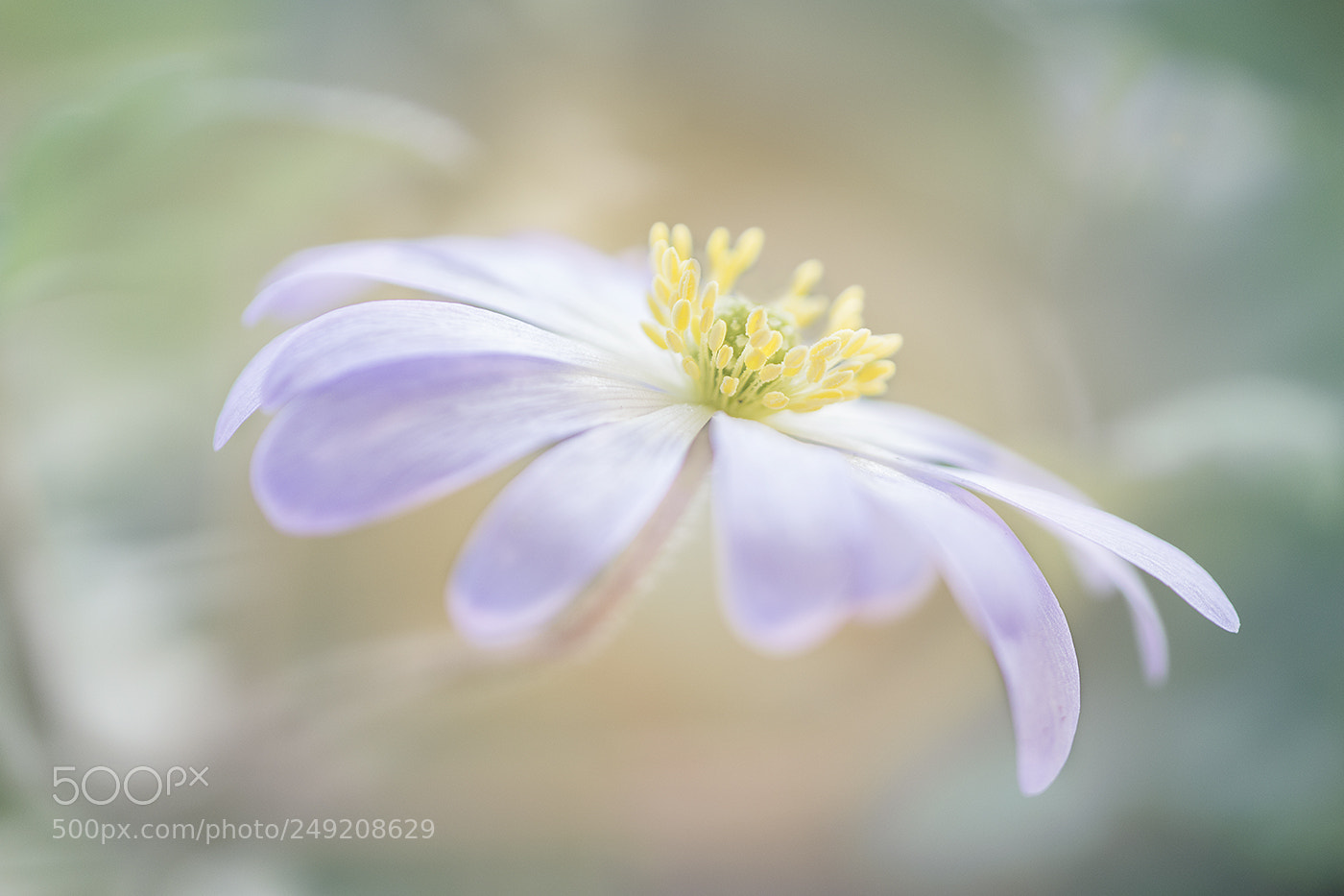 Canon EOS 7D Mark II sample photo. Windflower photography
