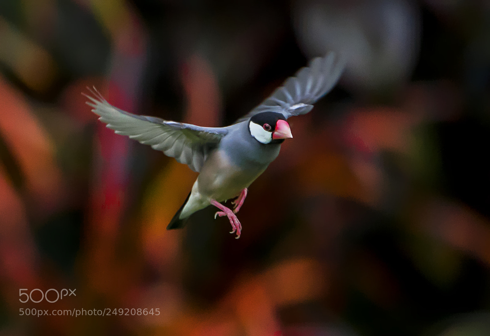 Sony a7R sample photo. Java sparrow photography