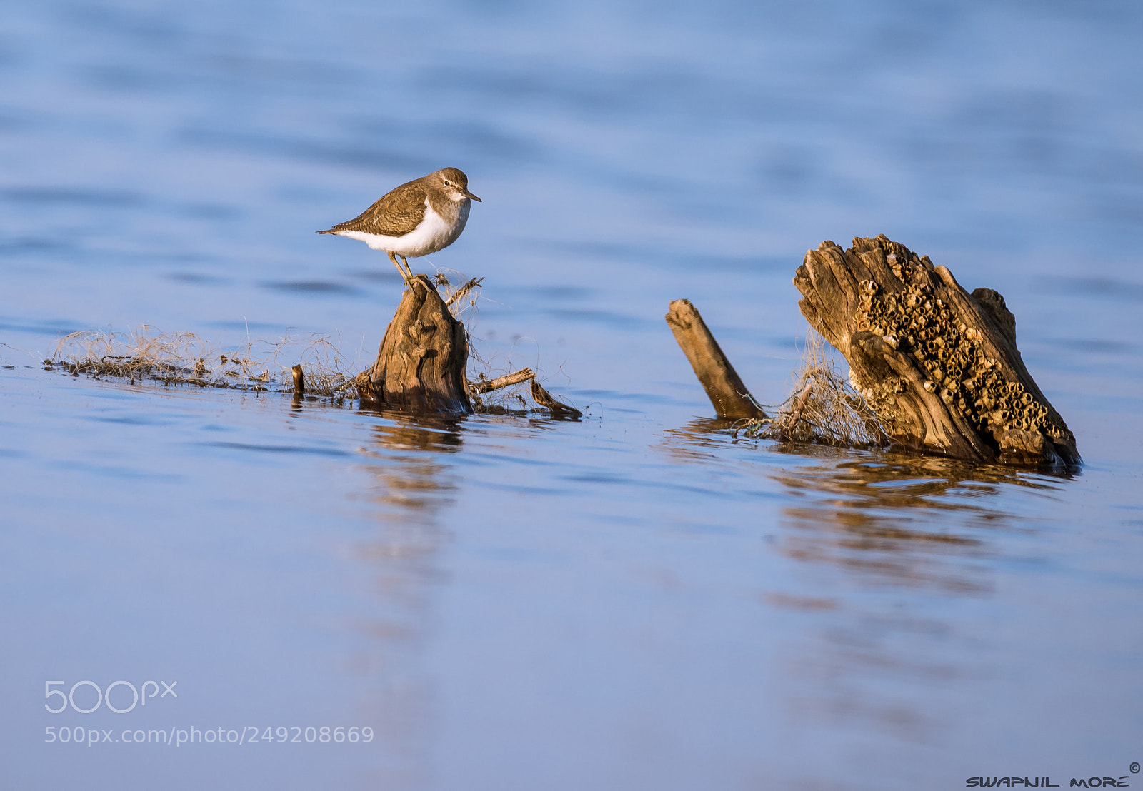Nikon D810 sample photo. The common sandpiper photography
