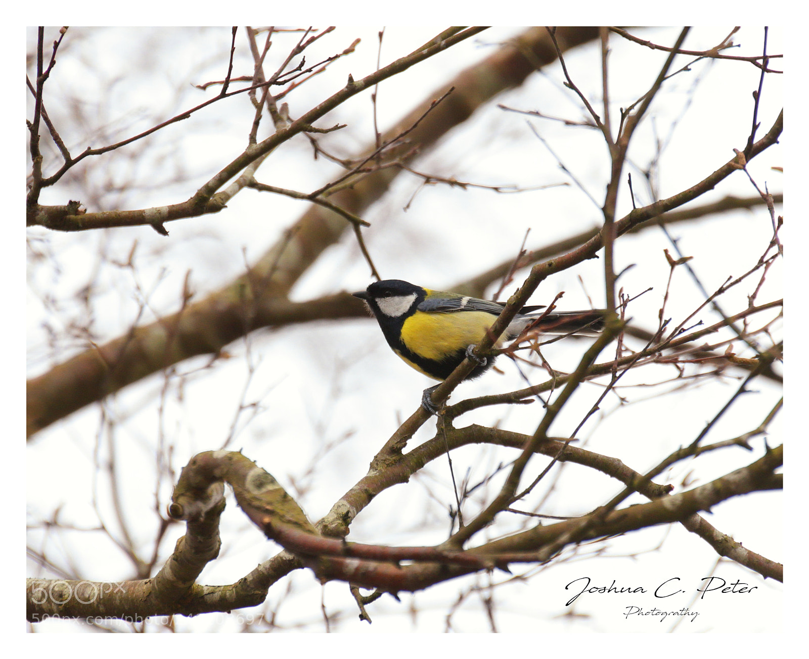 Canon EOS 6D Mark II sample photo. Cyanistes caeruleus photography