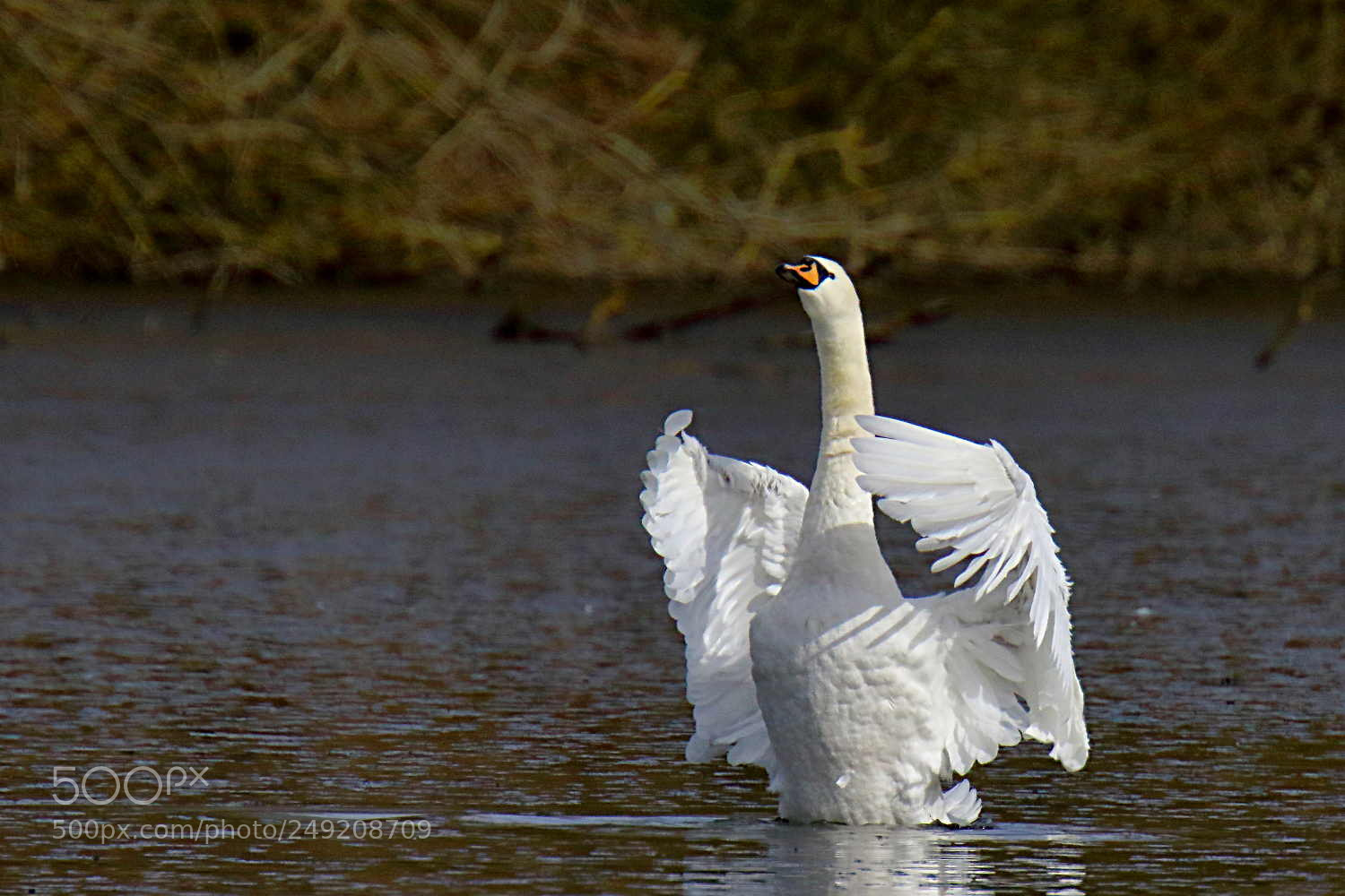Canon EOS 7D Mark II sample photo. Cygne tuberculé photography