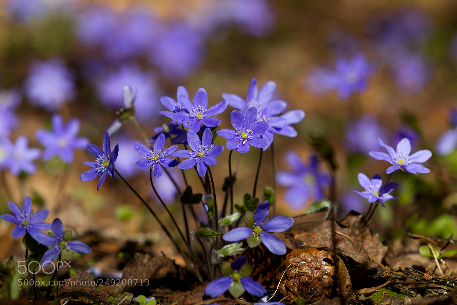 Canon EOS-1D Mark IV sample photo. Flowers of violets in photography