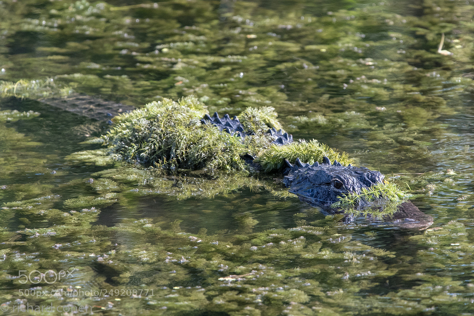 Nikon D500 sample photo. Nobody can see me.... photography