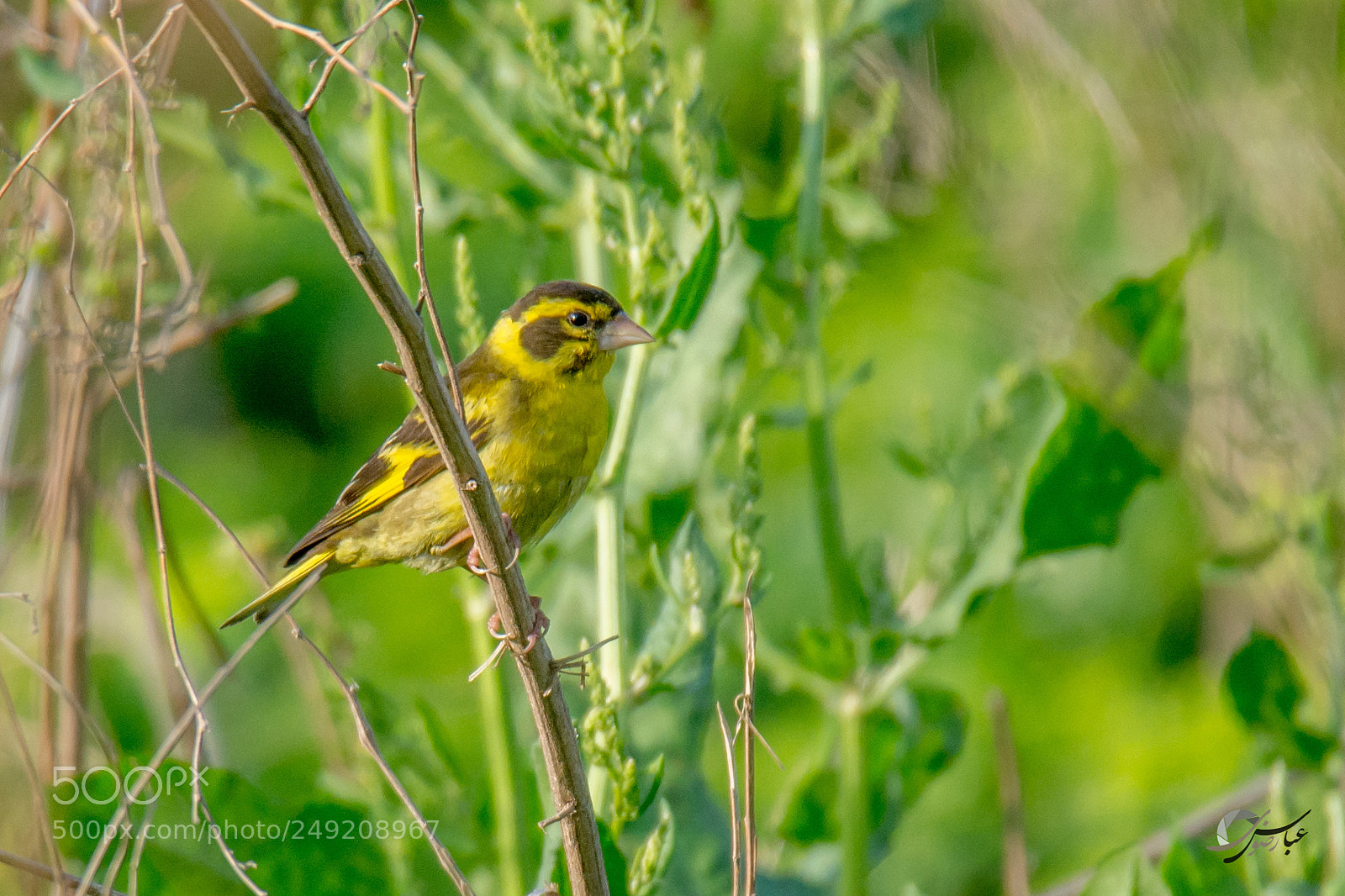 Nikon D7100 sample photo. Yellow-breasted greenfinch photography
