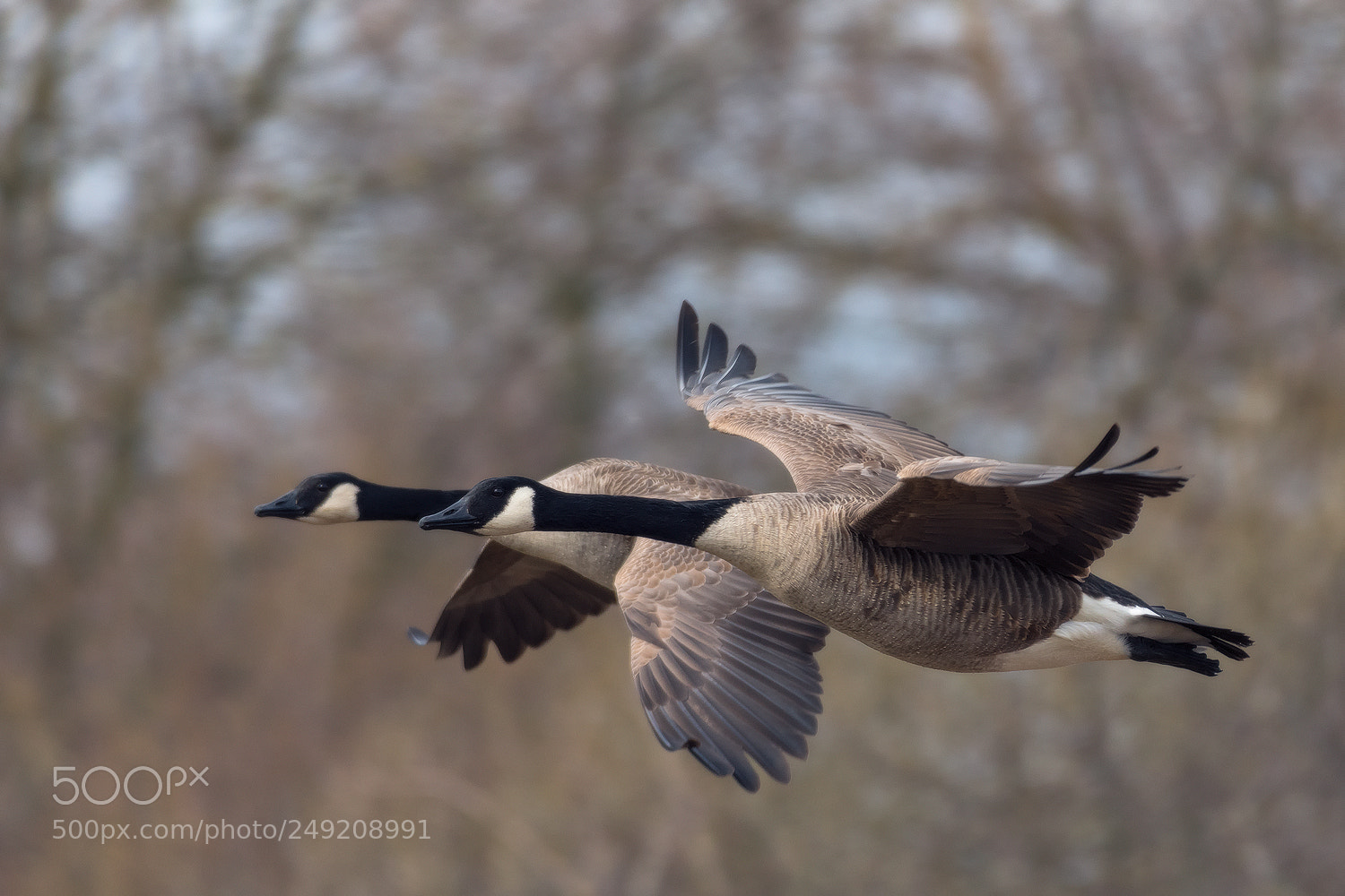 Nikon D500 sample photo. Canada goose photography