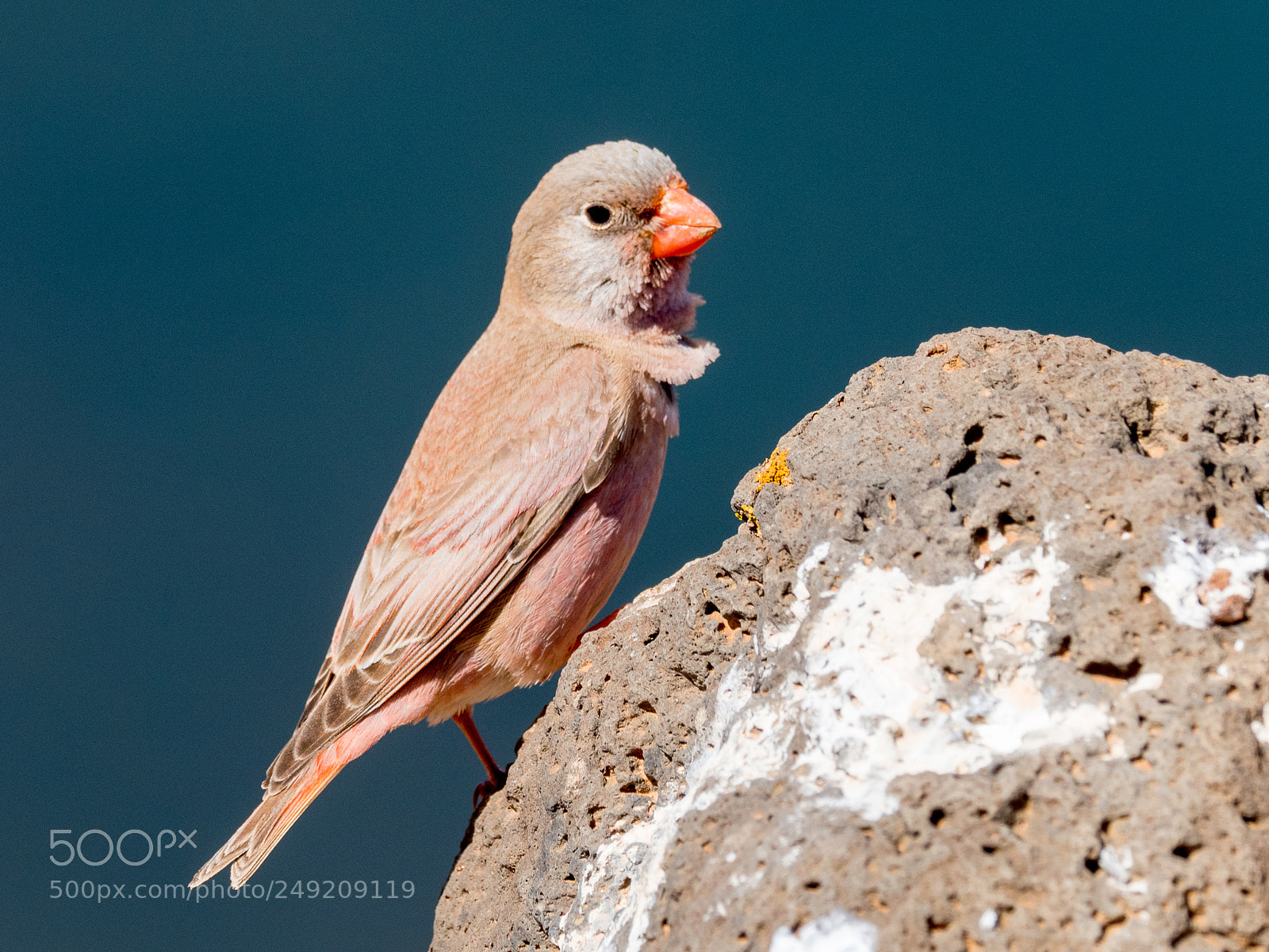 Olympus OM-D E-M1 Mark II sample photo. Trumpeter finch photography