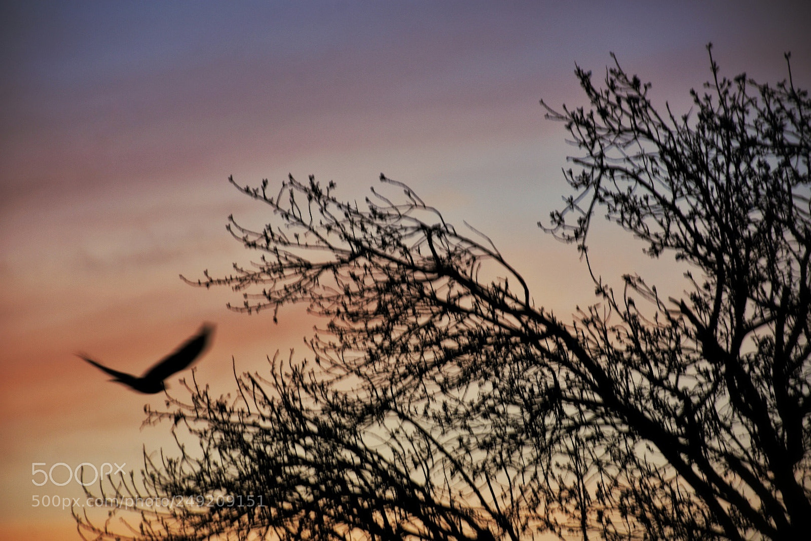 Nikon D7200 sample photo. Untitled photography