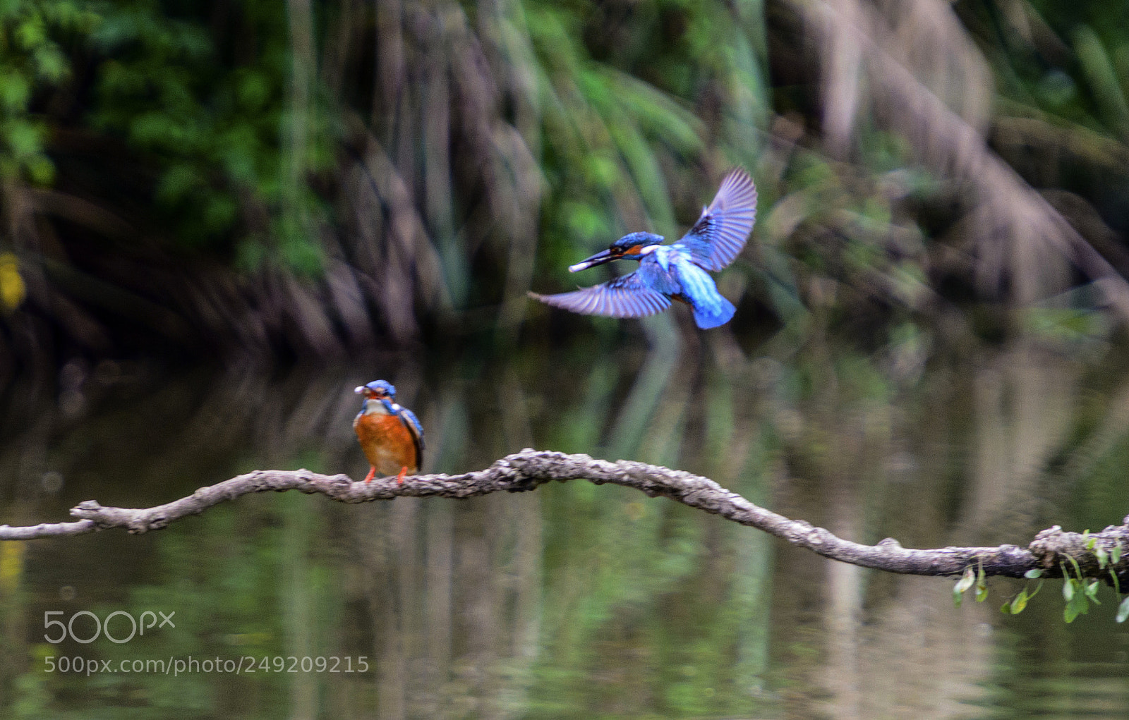 Nikon D800 sample photo. Kingfisher photography
