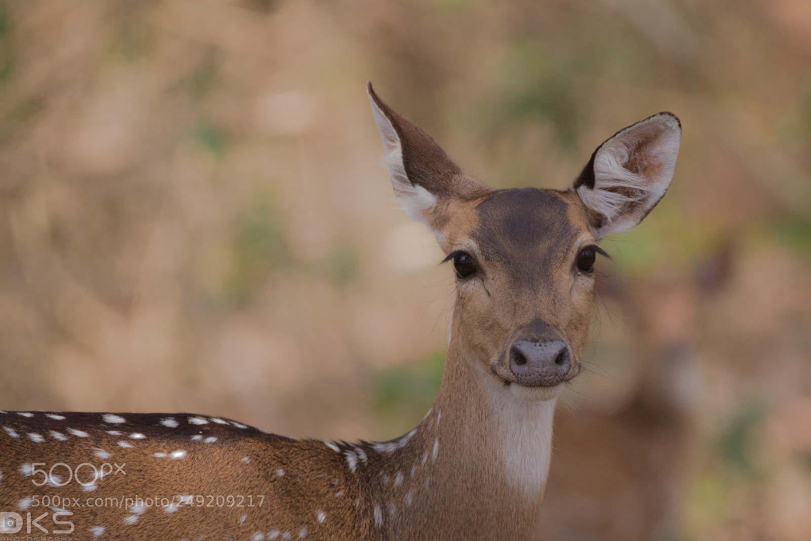 Nikon D610 sample photo. Deer photography