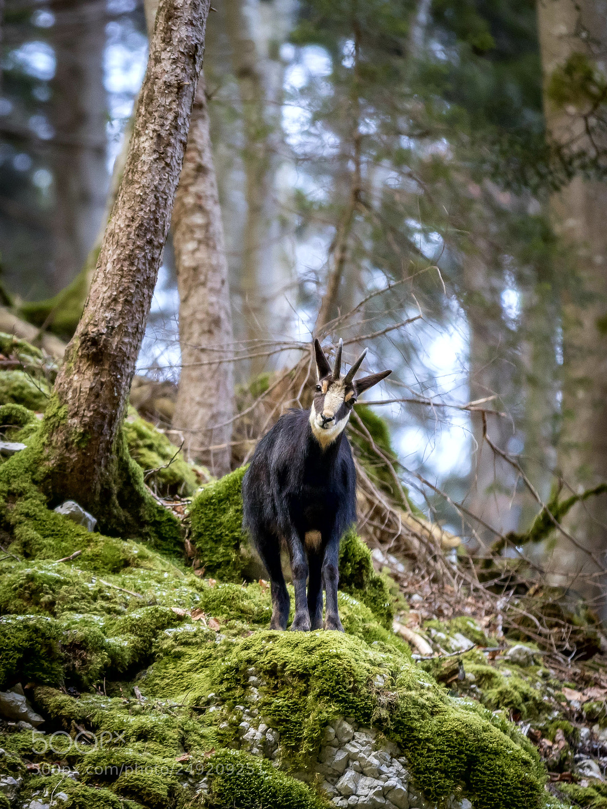 Canon EOS 80D sample photo. Chamois photography
