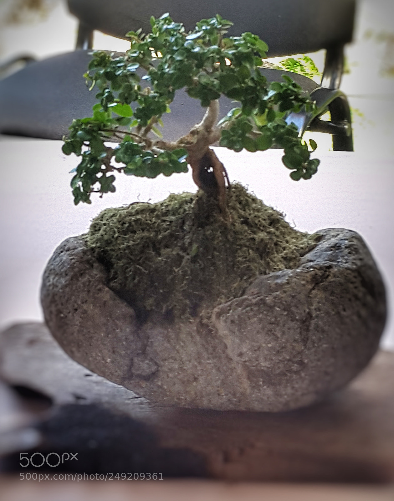 Samsung Galaxy S5 sample photo. I am,groot! bonsai  3. photography