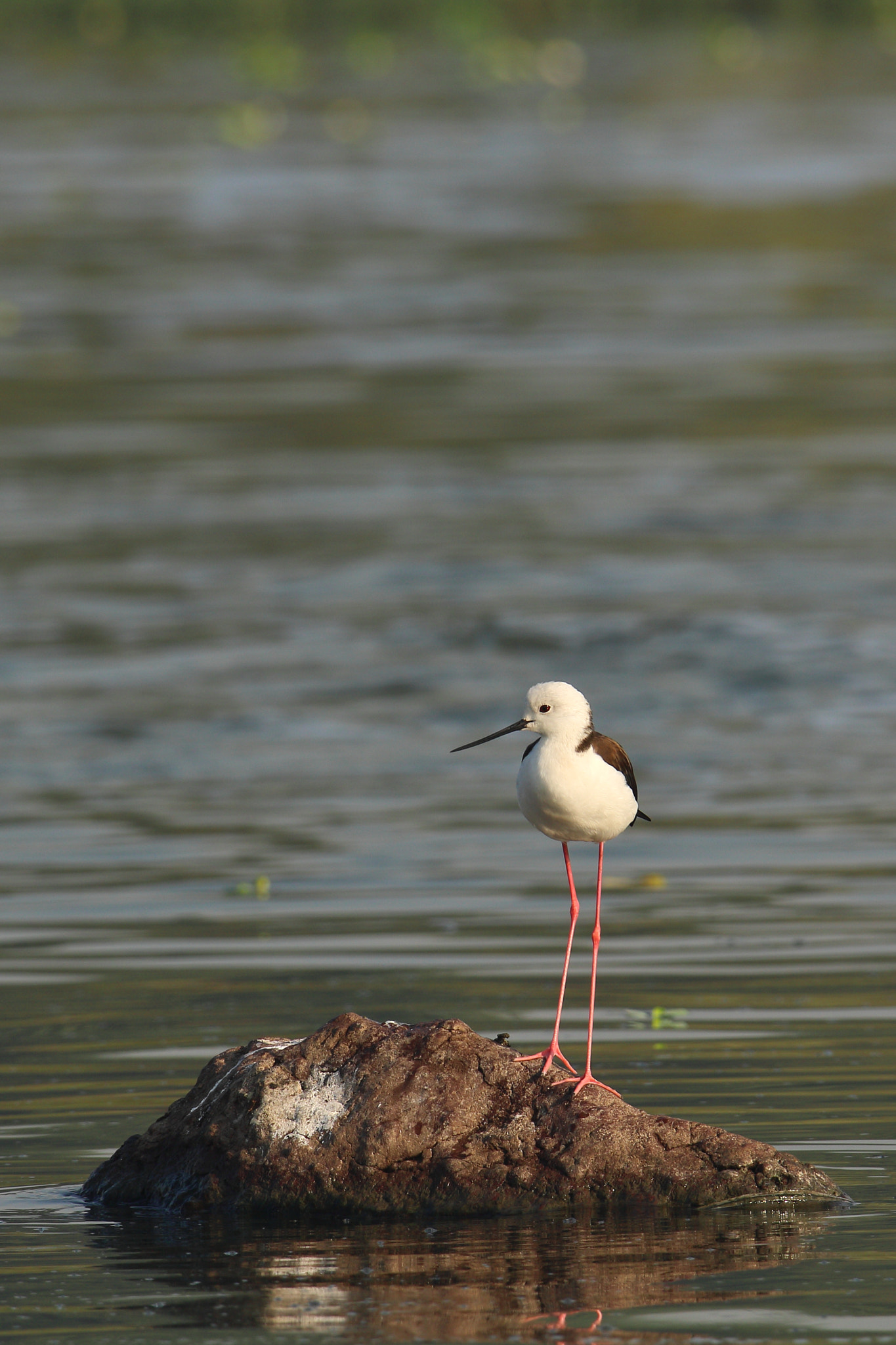 Canon EOS 70D + Canon EF 100-400mm F4.5-5.6L IS II USM sample photo. Black winged stilt photography