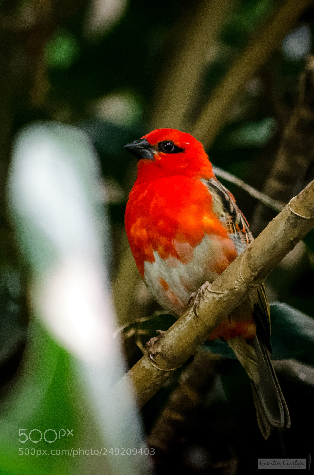 Nikon D7000 sample photo. Red fody photography