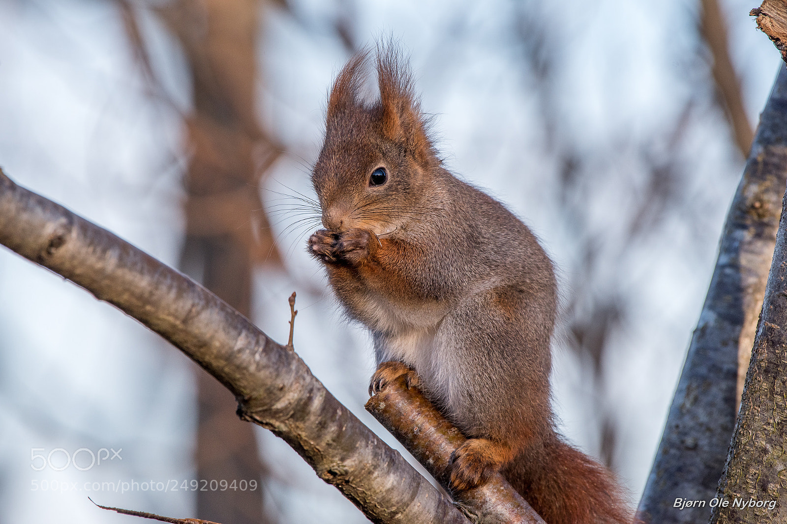 Nikon D810 sample photo. Squirrel photography