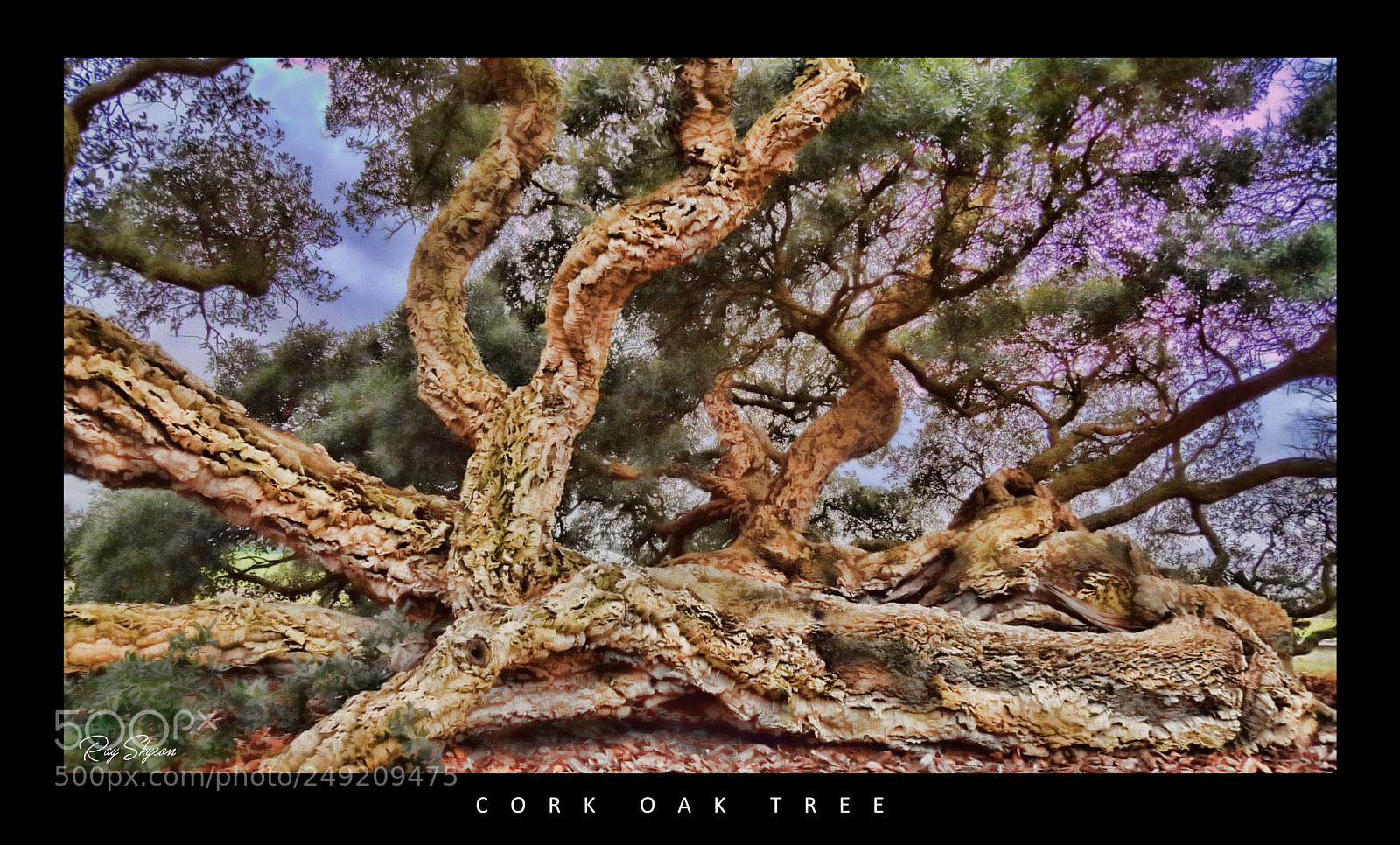 Samsung Galaxy S6 sample photo. Cork oak tree photography