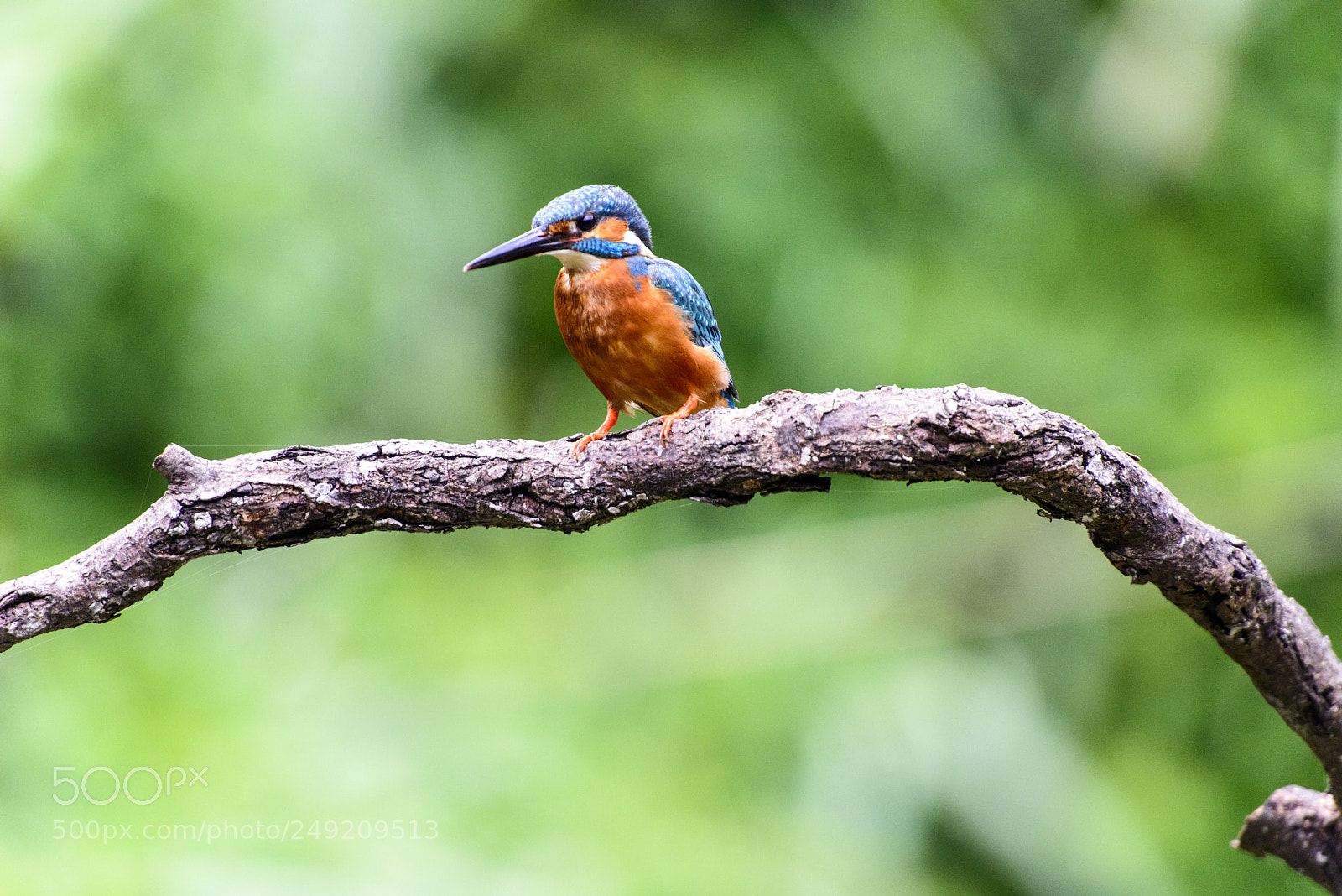 Nikon D800 sample photo. Kingfisher photography