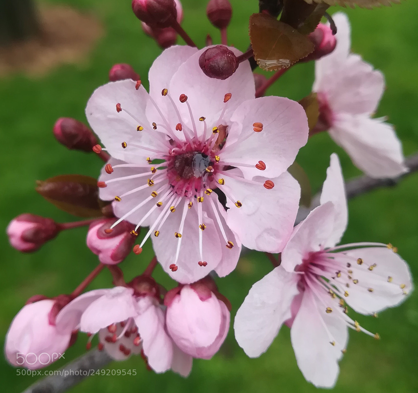 HUAWEI PRA-LX1 sample photo. El despertar de la photography