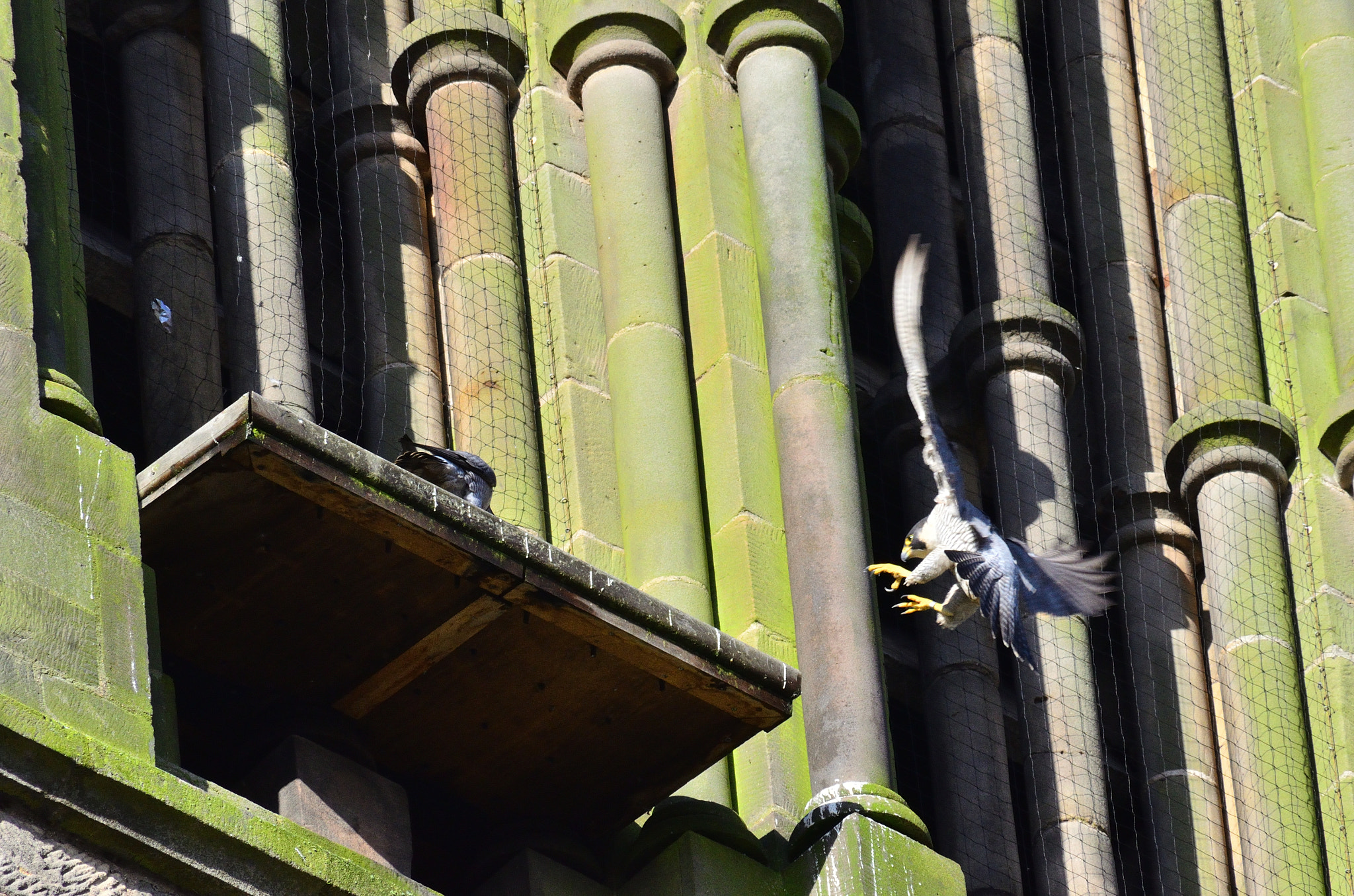 Sigma 70-300mm F4-5.6 APO DG Macro sample photo. Peregrine photography