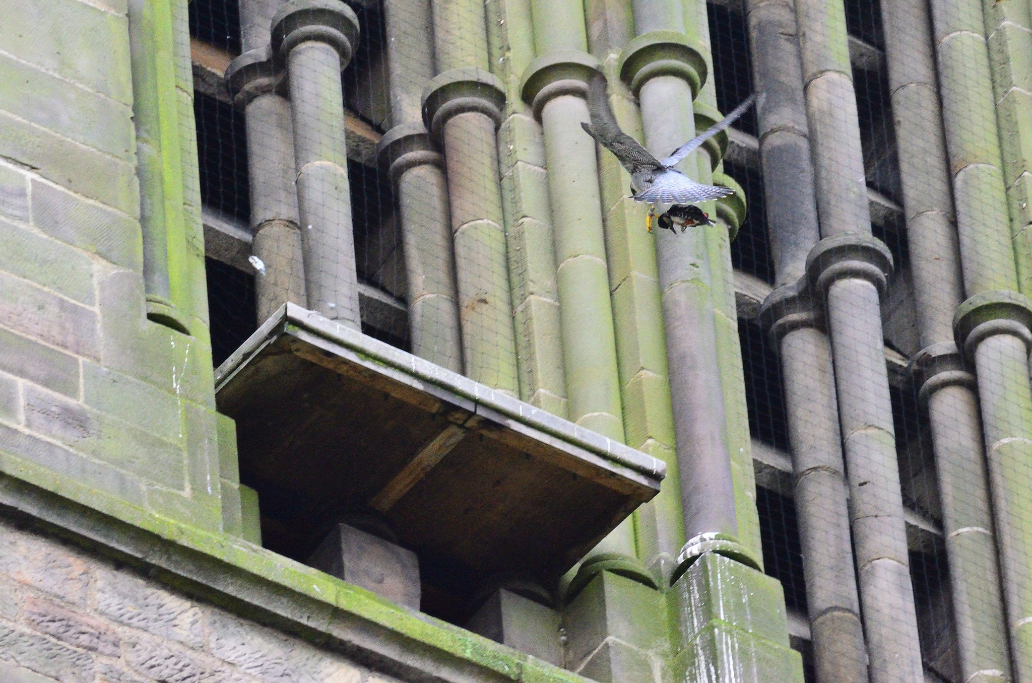 Sigma 70-300mm F4-5.6 APO DG Macro sample photo. Peregrine photography