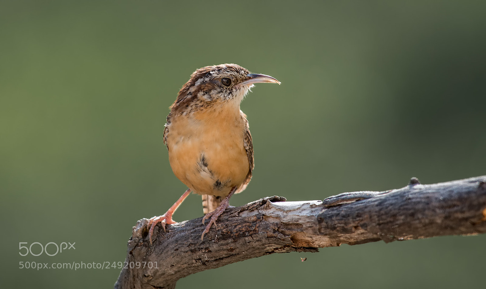 Nikon D800 sample photo. Carolina wren photography