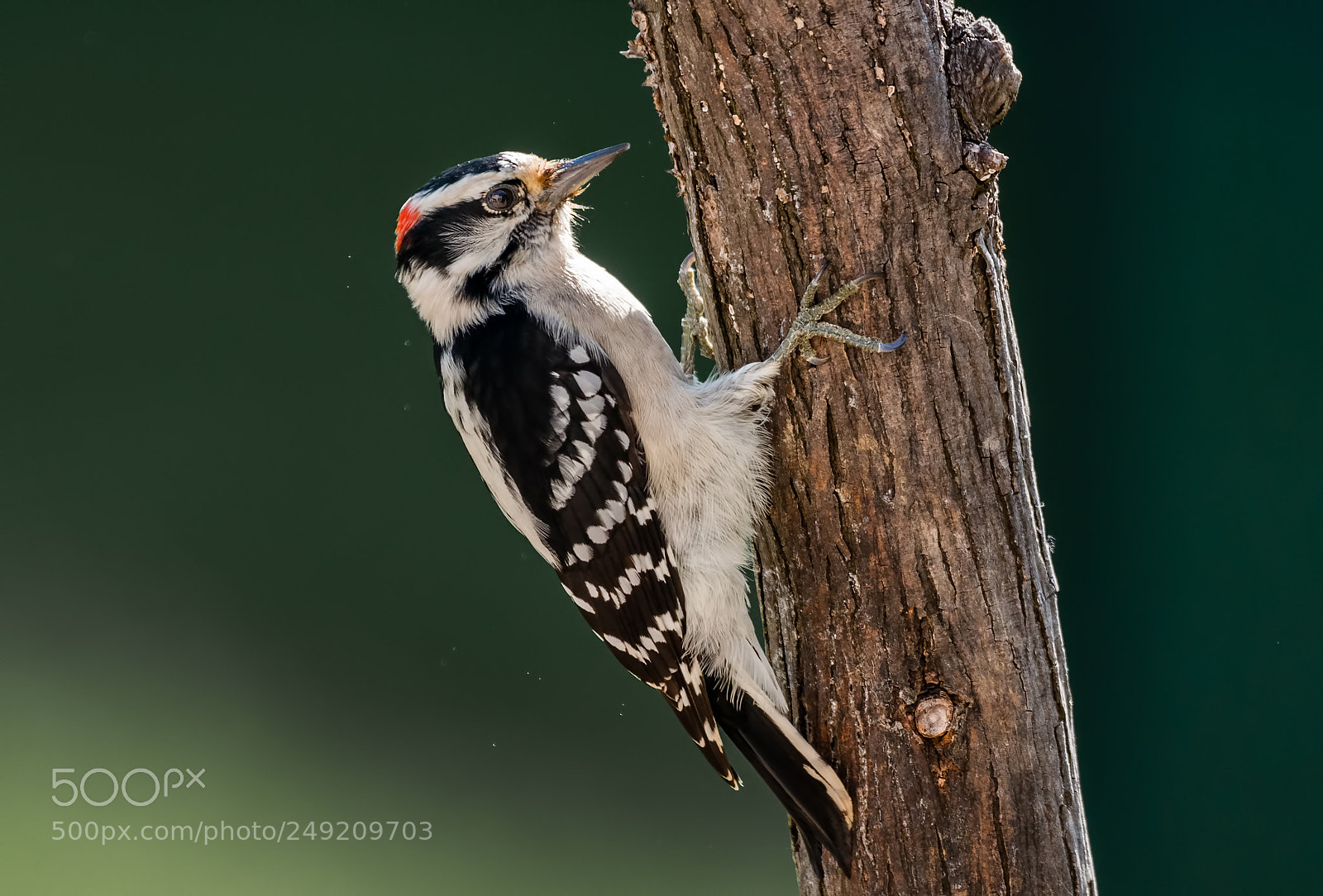 Nikon D800 sample photo. Downy woodpecker, male photography