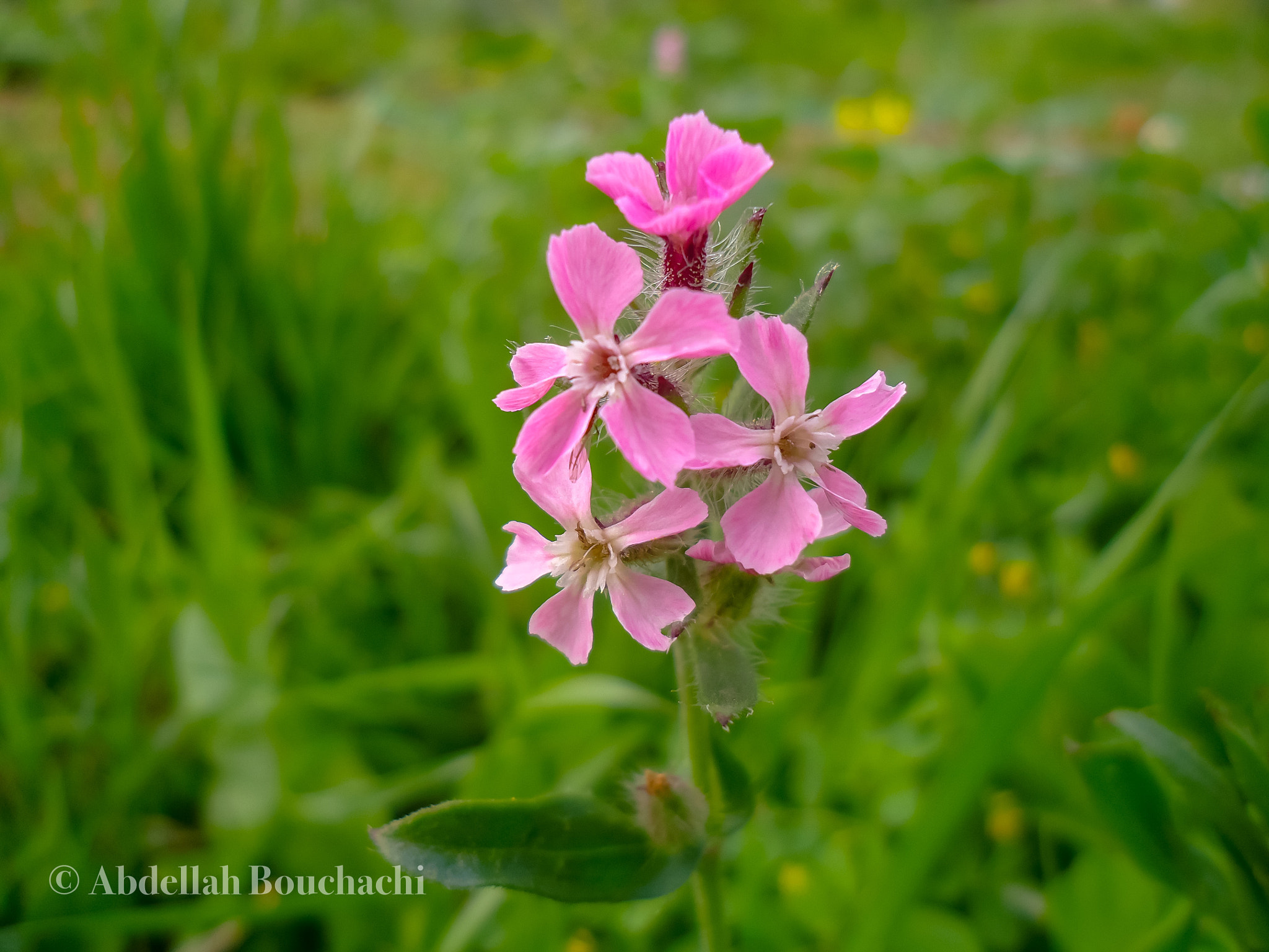 Sony Cyber-shot DSC-W530 sample photo. My flower 🌸 photography