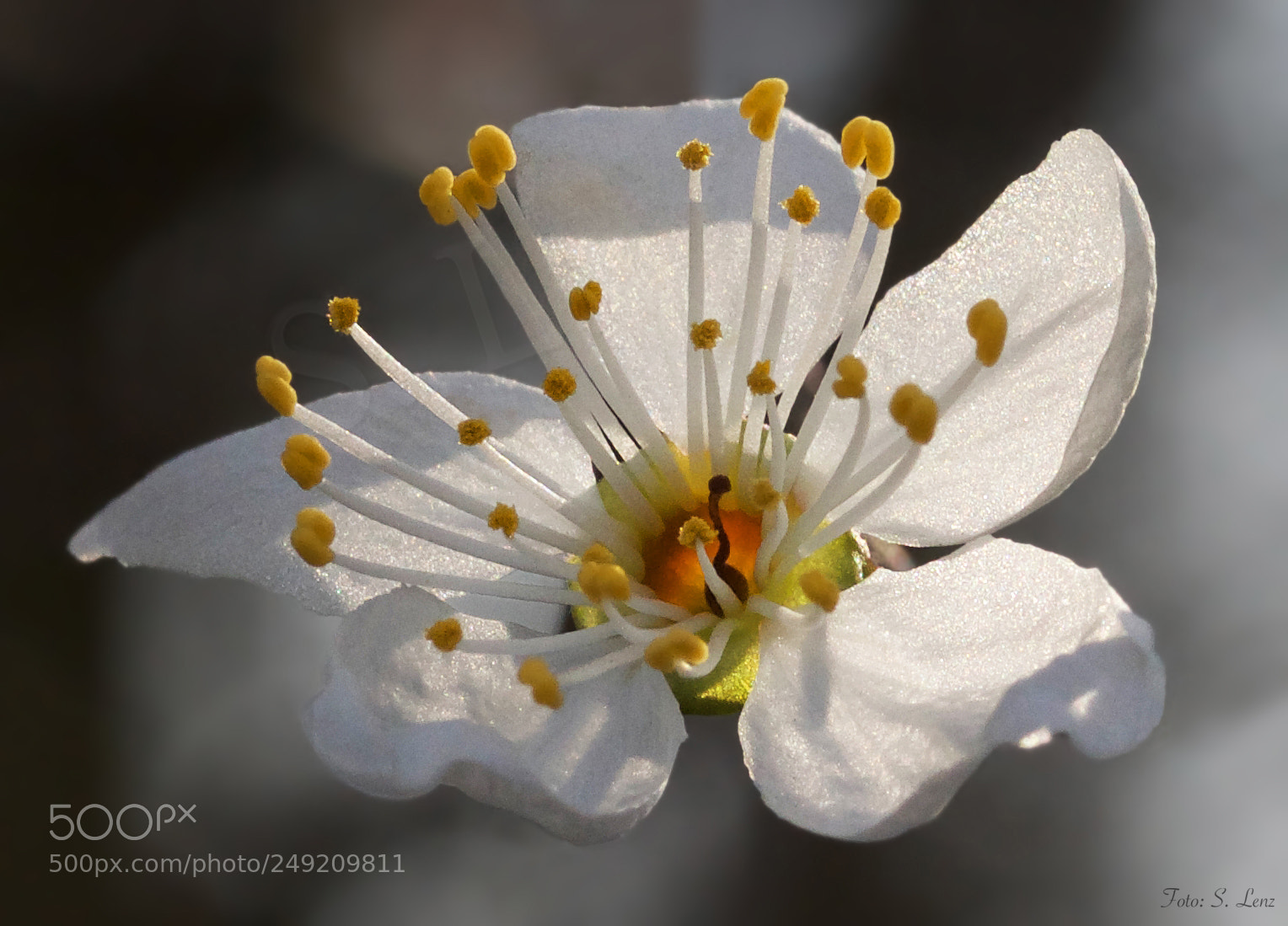 Canon EOS 650D (EOS Rebel T4i / EOS Kiss X6i) sample photo. Blossom in sunlight photography