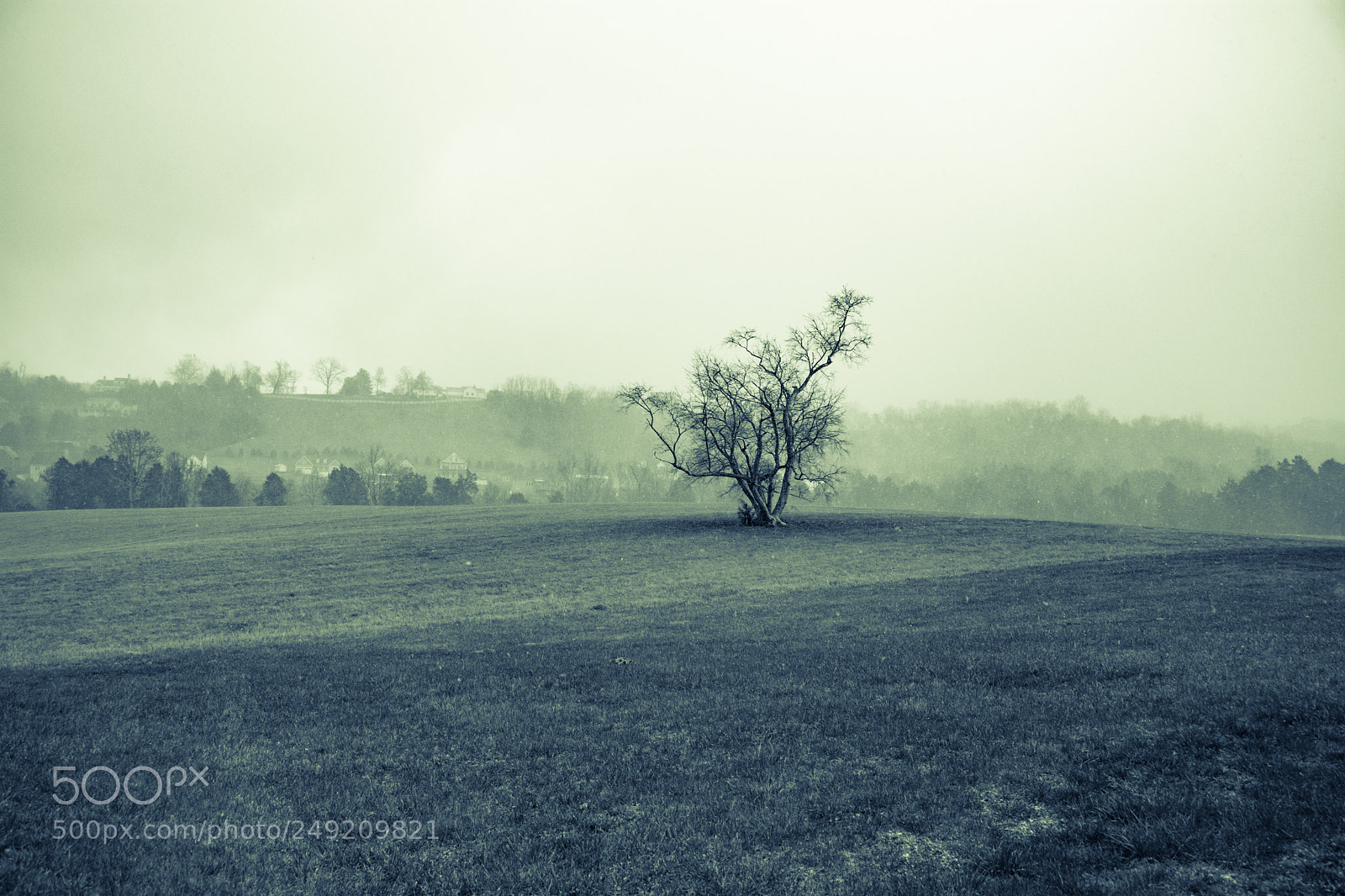 Nikon D5200 sample photo. Farmtree photography