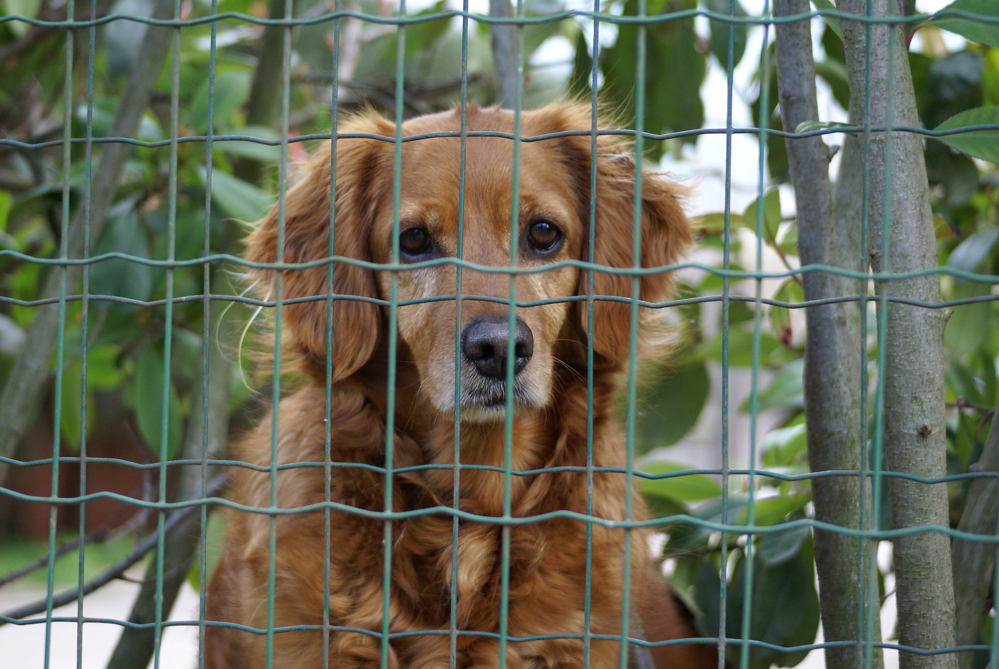 Sony Alpha DSLR-A100 + Minolta AF 70-210mm F4.5-5.6 [II] sample photo. Sad doggo photography