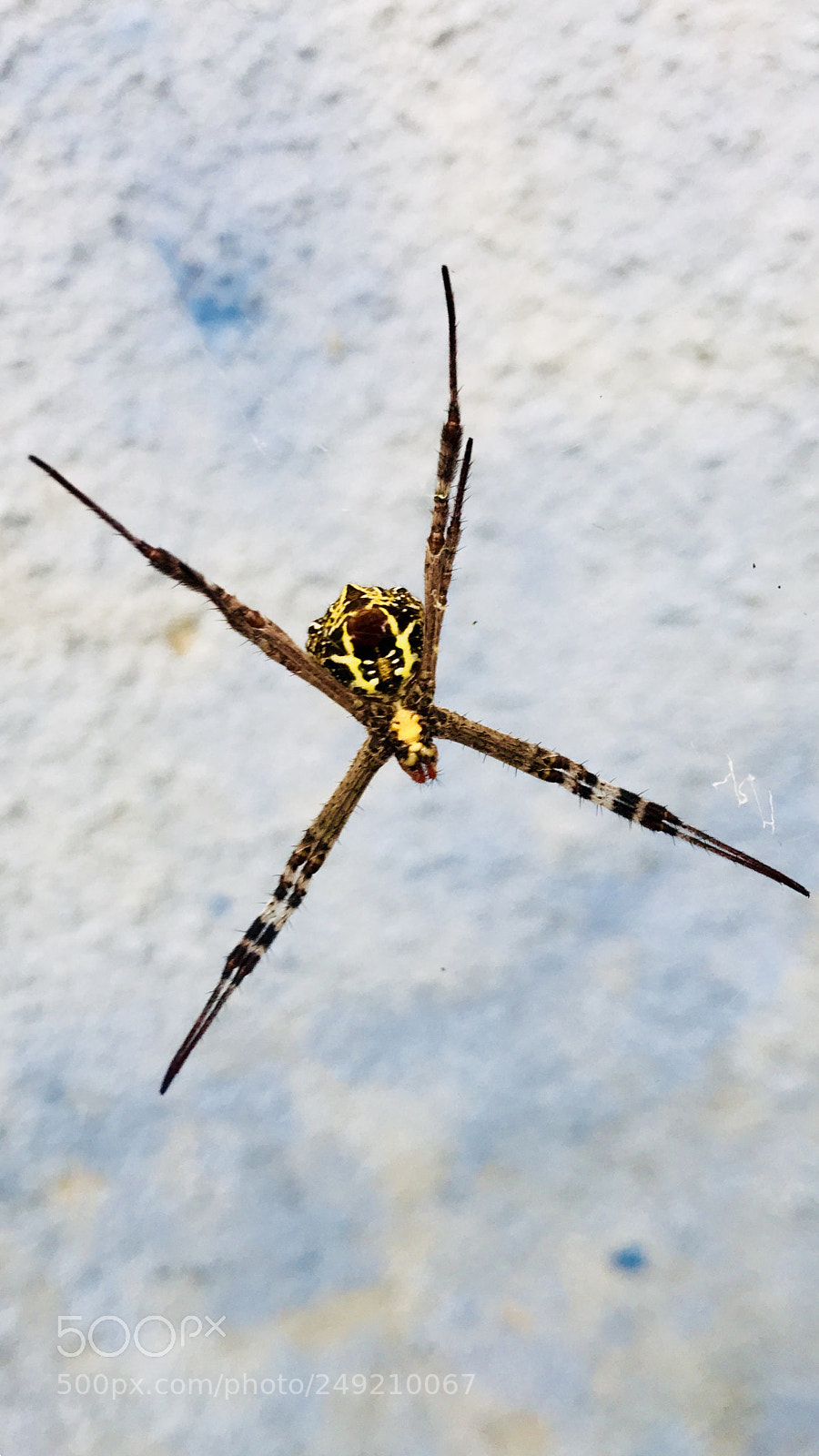 Apple iPhone 7 sample photo. Spider photography
