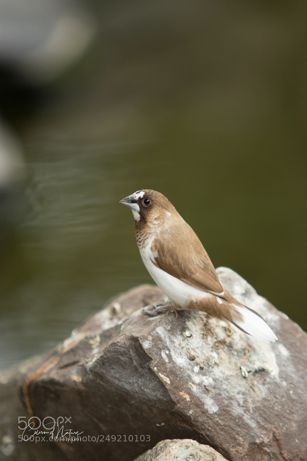Canon EOS 80D sample photo. Brown and white photography