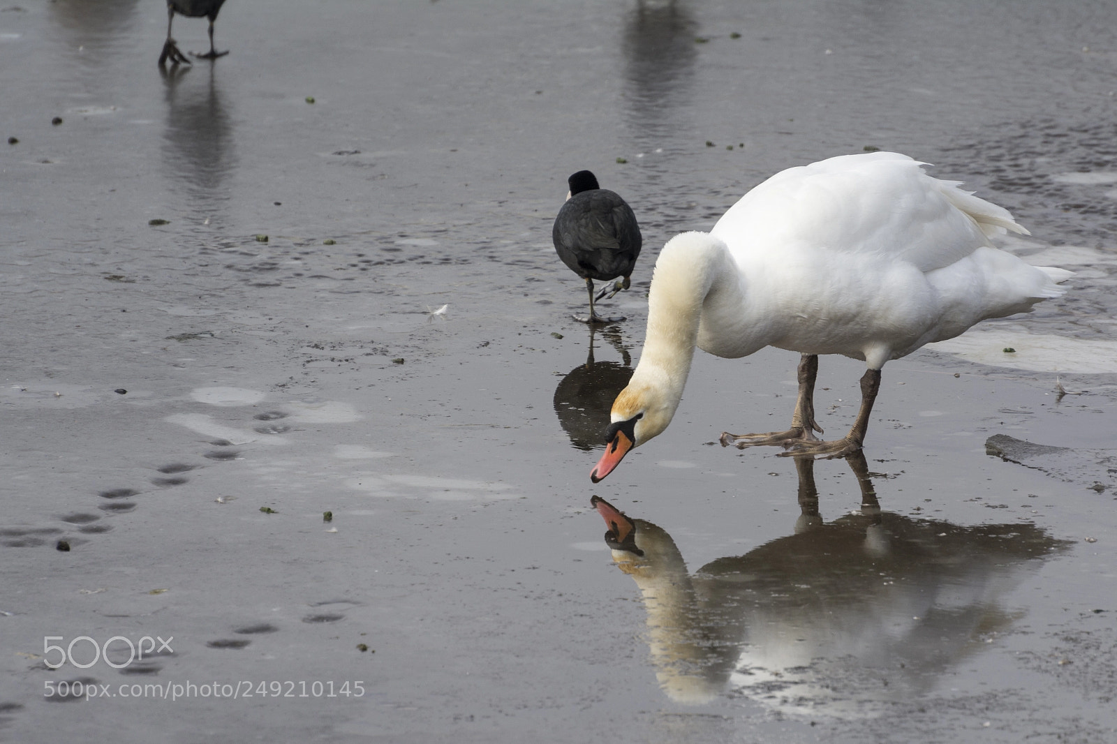 Nikon D7100 sample photo. Winter love photography