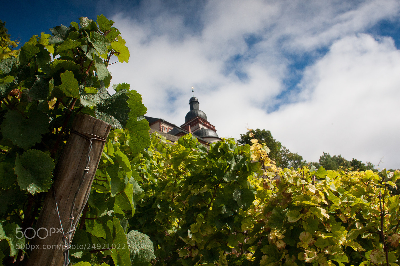 Canon EOS 40D sample photo. Vineyard photography
