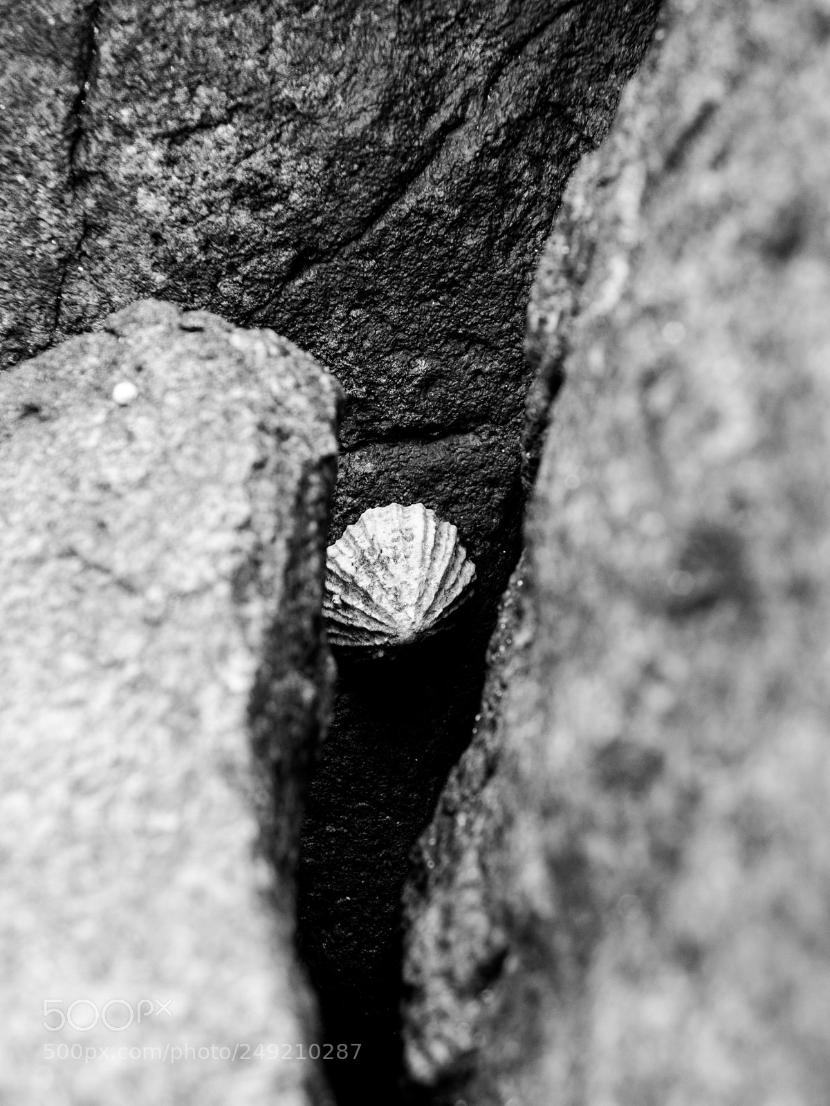 Canon PowerShot G1 X sample photo. Shell photography