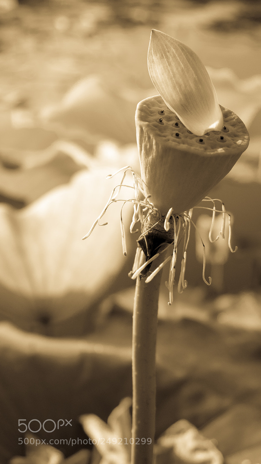 Sony Alpha NEX-6 sample photo. 荷花 photography