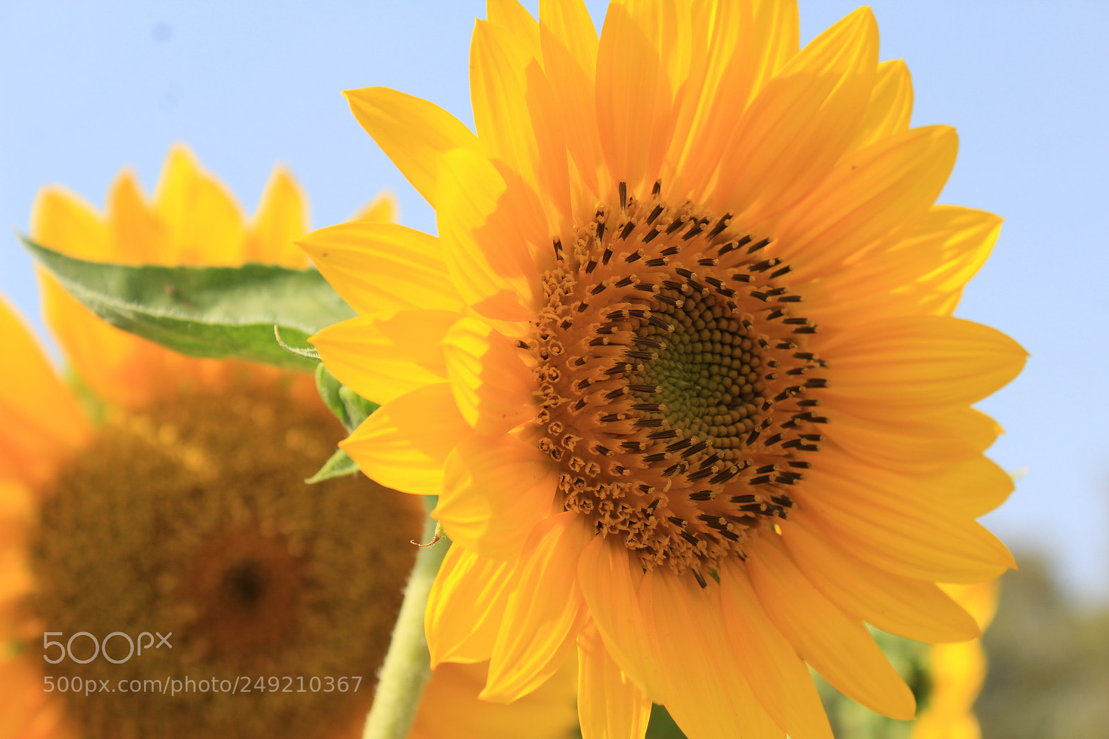 Canon EOS 1200D (EOS Rebel T5 / EOS Kiss X70 / EOS Hi) sample photo. Sunflower photography